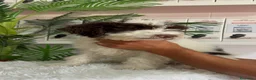 Perro de Agua Español perros en venta: PERRO DE AGUA - Anuncio 3