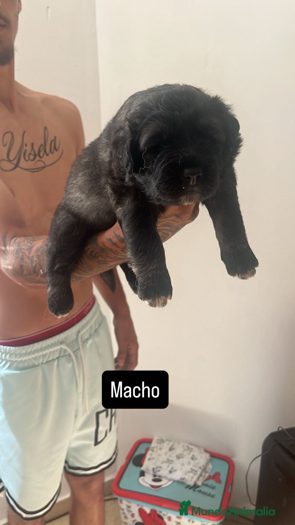 Pastor del Cáucaso perros en venta: Camada completa Pastor del Cáucaso  - Anuncio 8