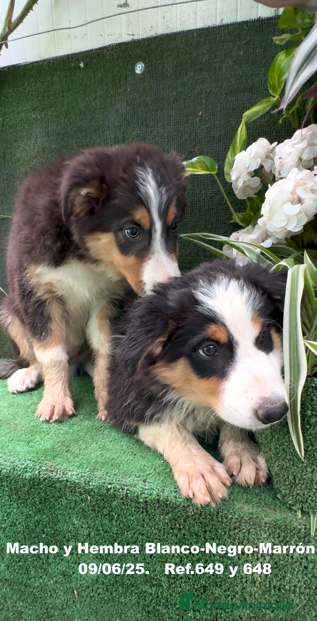 Border Collie perros en venta: BORDER COLLIE TRICOLOR - Imagen 8