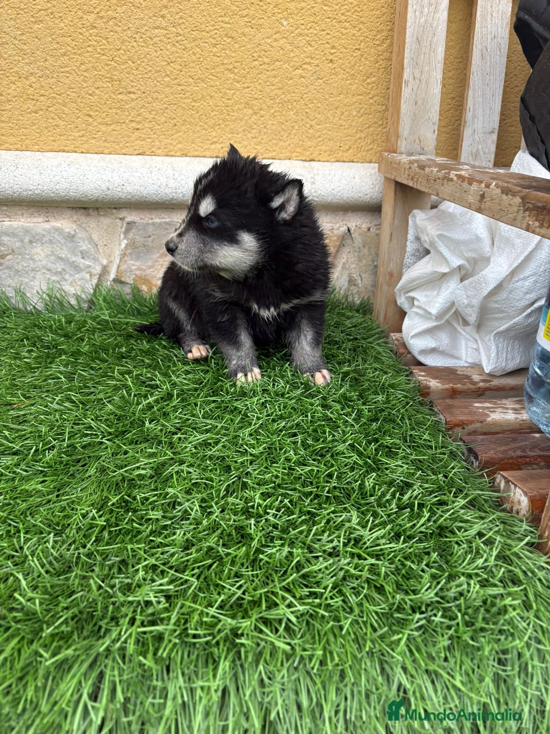 Husky Siberiano perros en venta: Cachorro de Husky Siberiano macho  - Anuncio 5