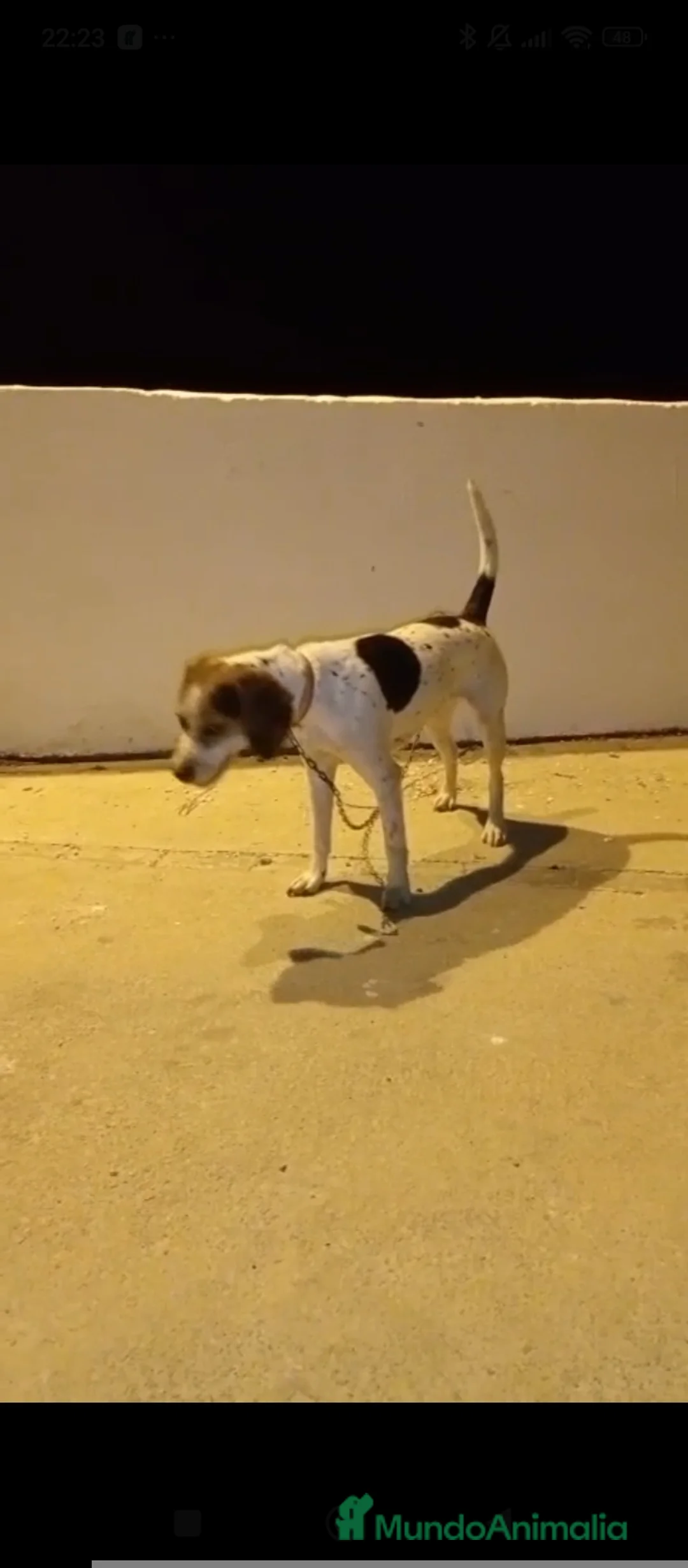 Beagle perros en venta: Beagle  - Anuncio 2