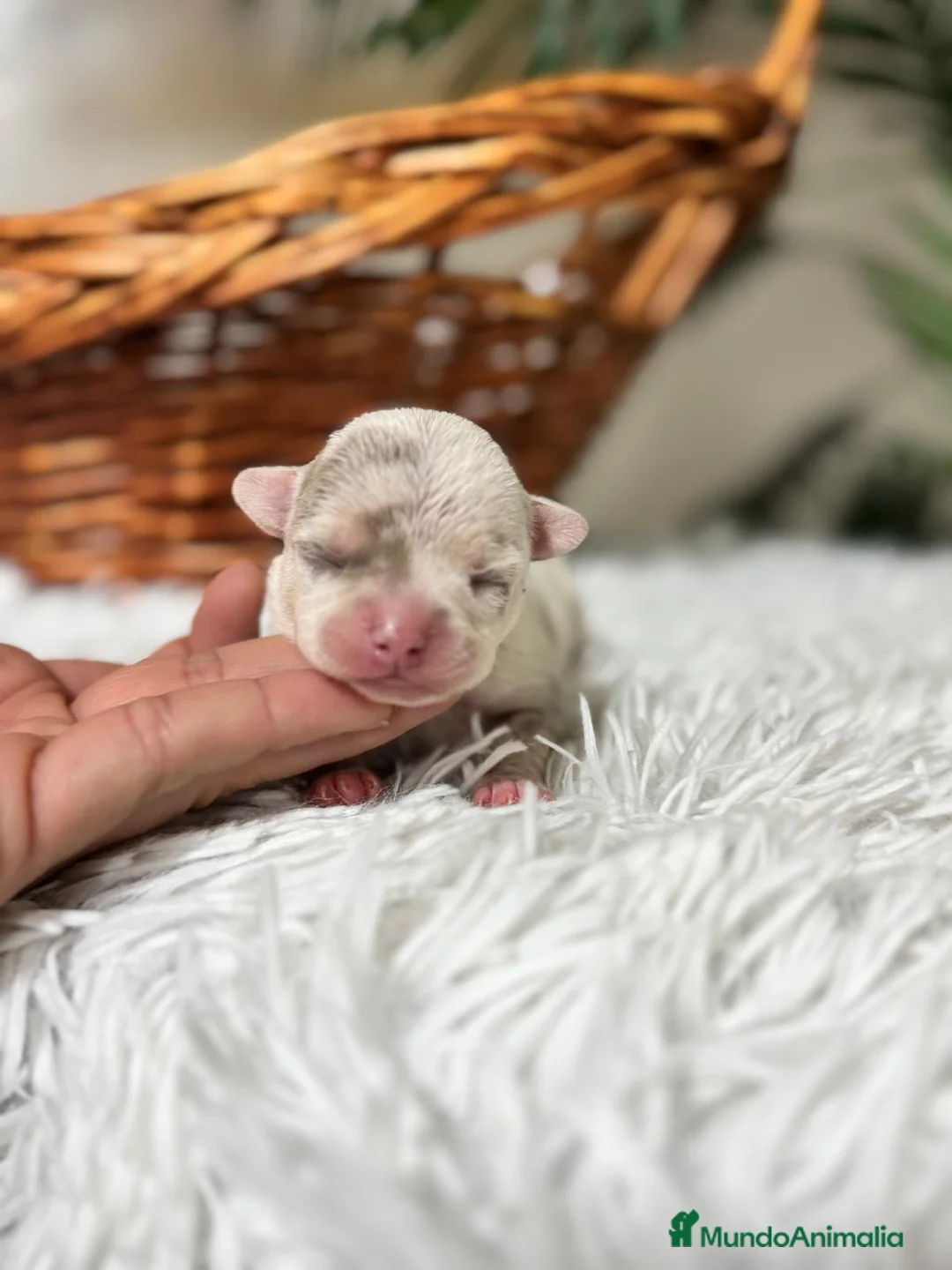 Chihuahua perros en venta: CHIHUAHUA MERLE - Anuncio 3