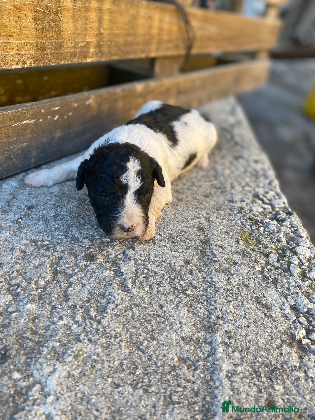 Perro de Agua Español perros en venta: Perro de agua  - Anuncio 8