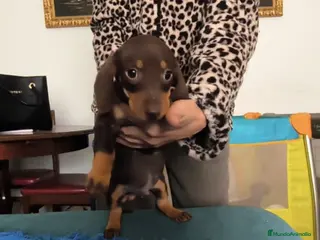 Teckel perros Teckel kanichen - Anuncio 9