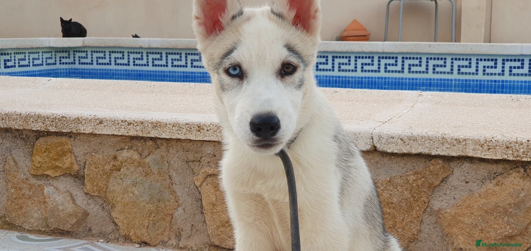 Husky Siberiano perros en venta: Cachorros Husky Siberiano  - Imagen 5