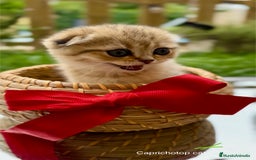 Británico de Pelo Corto gatos en venta: Gatitos British y Scottish Fold  - Imagen 2