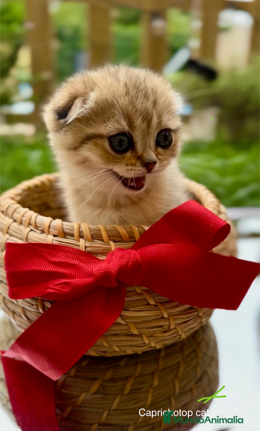 Británico de Pelo Corto gatos en venta: Gatitos British y Scottish Fold  - Imagen 2