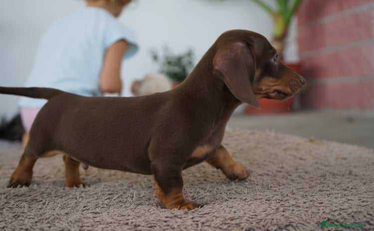 Teckel Miniatura perros - Anuncio 1