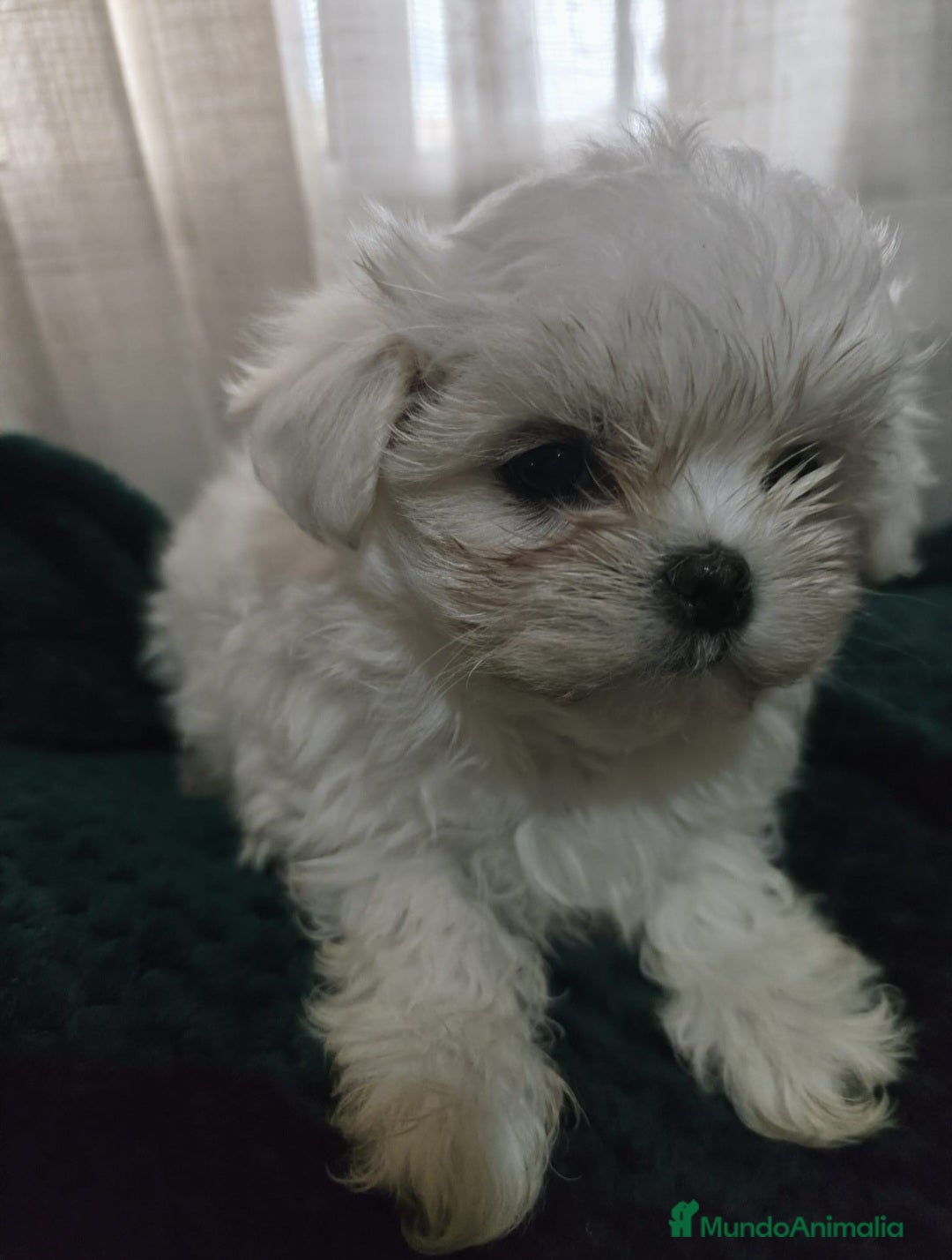 Bichón Maltés perros BICHON MALTÉS TOY  - Anuncio 1