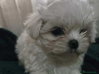 Bichón Maltés perros BICHON MALTÉS TOY - Anuncio 1