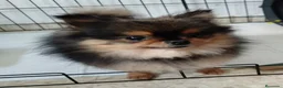 Pomerania perros en venta: POMERANIA - Anuncio 1