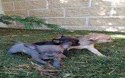 Chihuahua perros en venta: Chihuahua  - Imagen 4