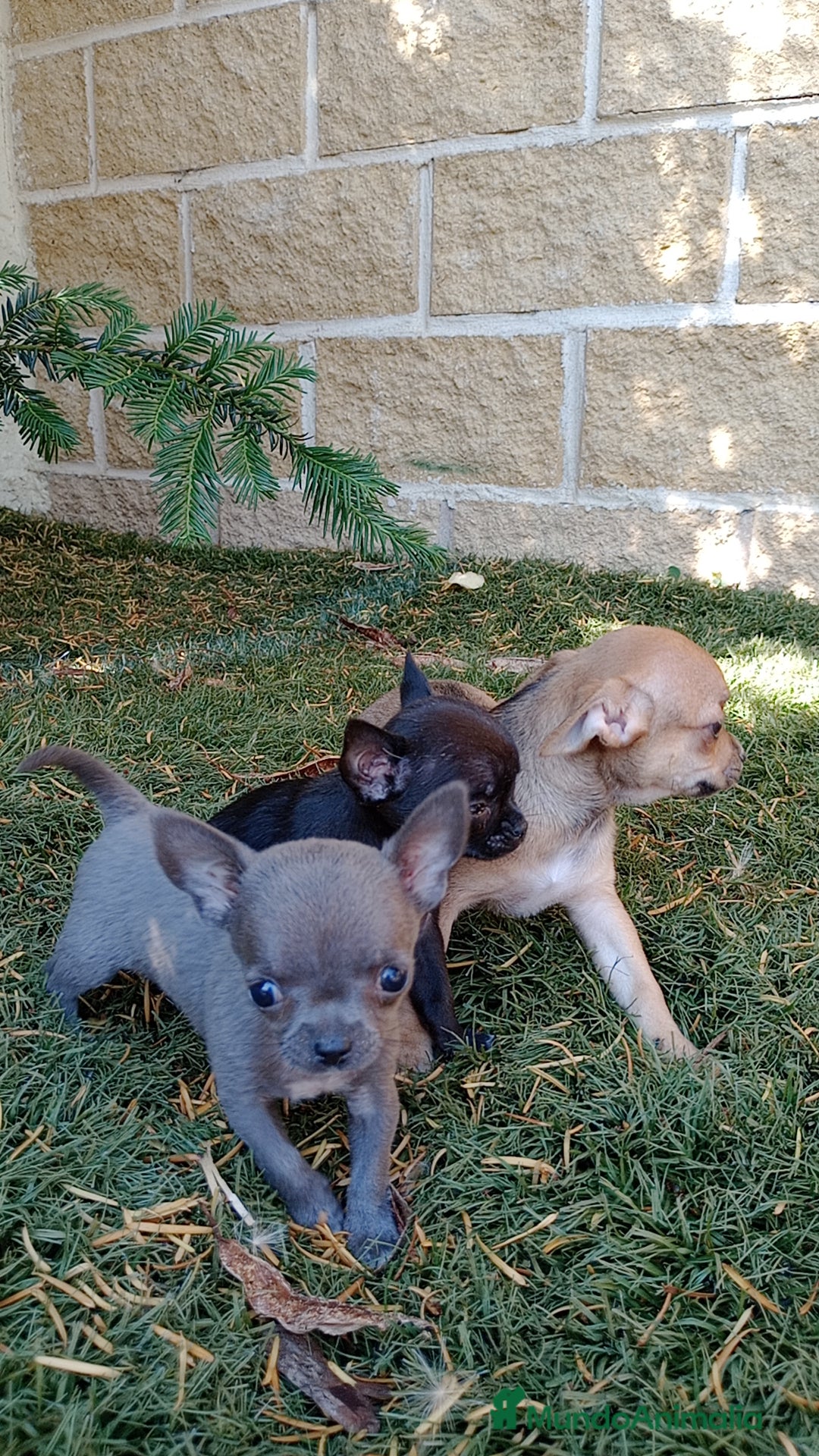 Chihuahua perros en venta: Chihuahua  - Imagen 4