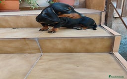 Teckel perros en venta: Cachorro macho teckel negro y fuego  - Imagen 2