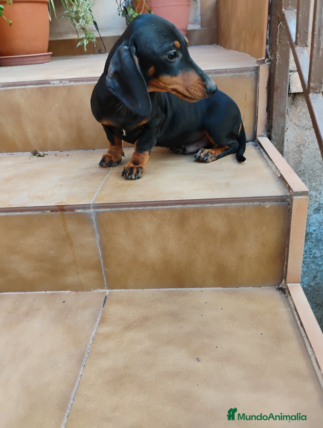 Teckel perros en venta: Cachorro macho teckel negro y fuego  - Imagen 2