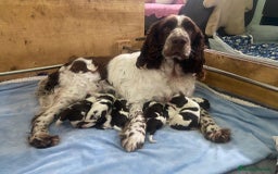 English Springer Spaniel perros en venta: Cachorros Springer Spaniel Inglés bco/hígado. - Imagen 13
