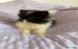 Pomerania perros en venta: Pomerania MICRO TOY  - Imagen 4