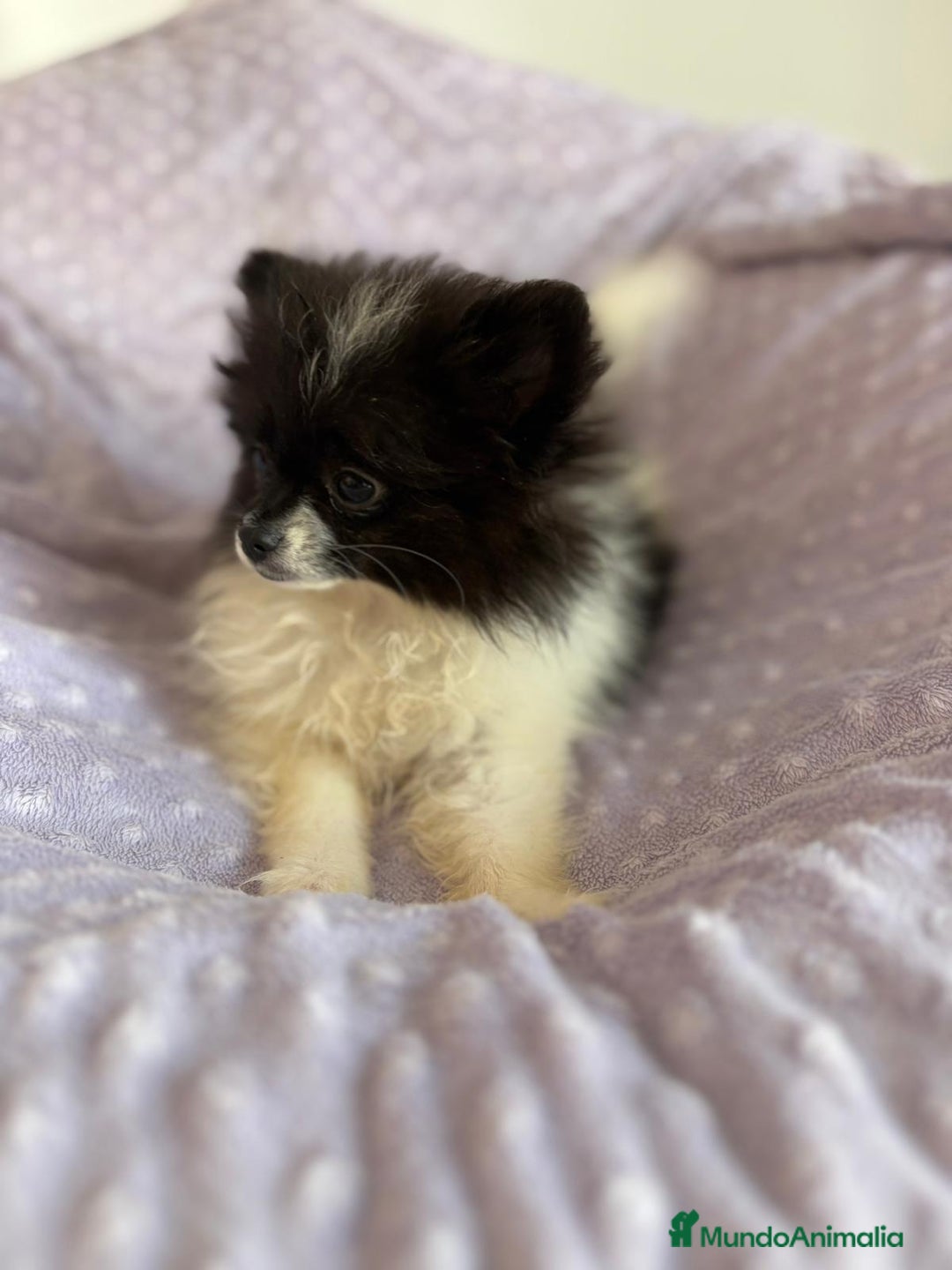Pomerania perros en venta: Pomerania MICRO TOY  - Imagen 4
