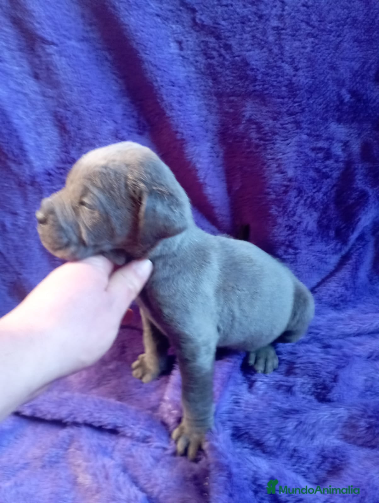 Cane Corso perros CANE CORSO BLUE en Murcia - Anuncio 2