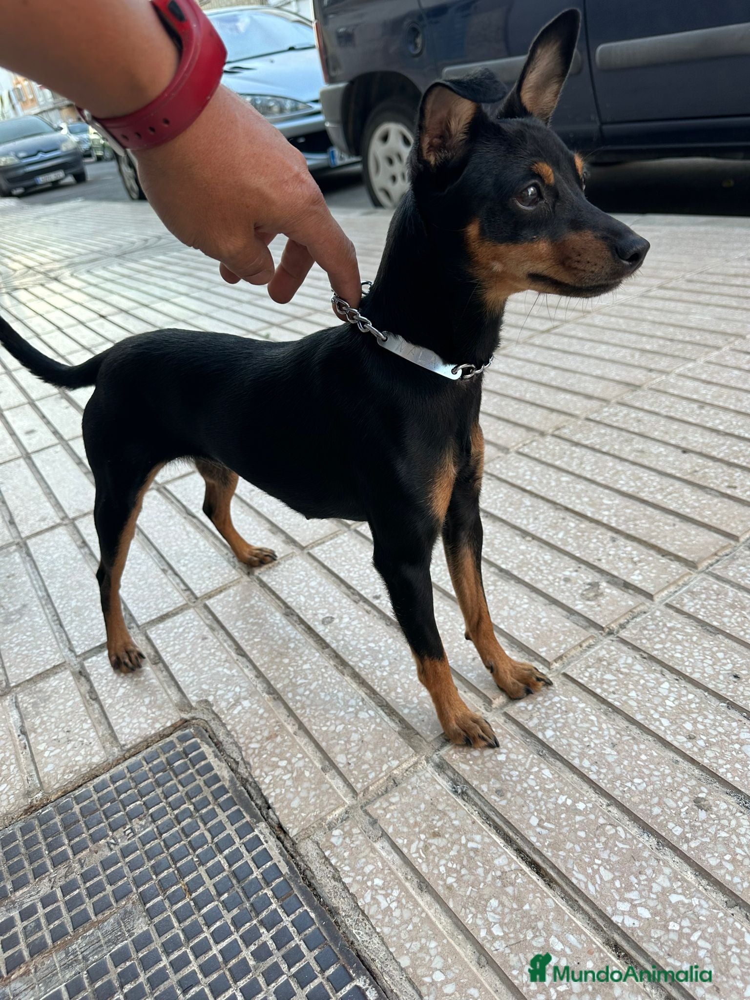 Pinscher Miniatura perros minipincher  - Anuncio 2