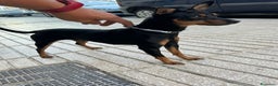 Pinscher Miniatura perros en venta: minipincher  - Anuncio 2