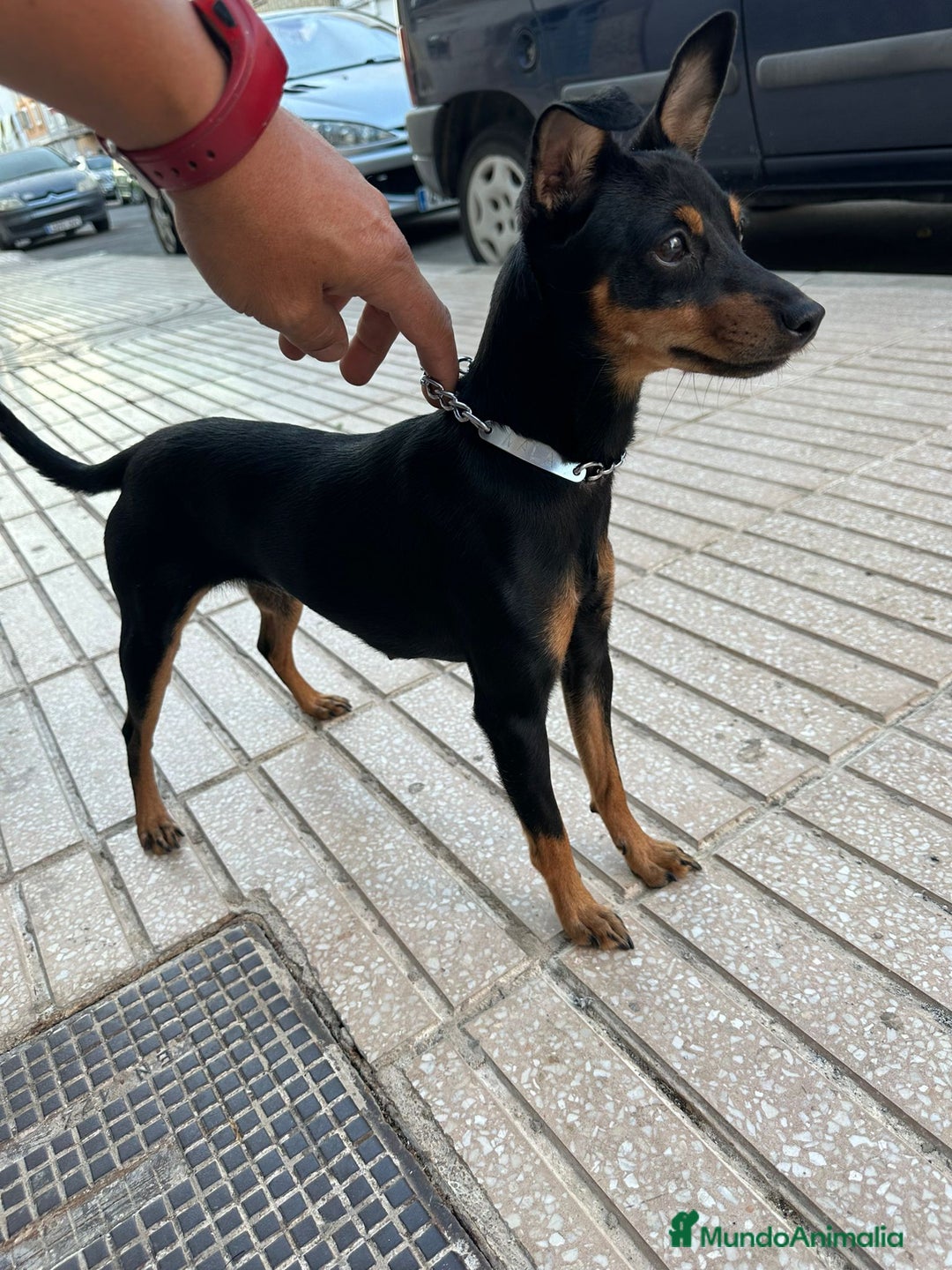 Pinscher Miniatura perros en venta: minipincher  - Anuncio 2