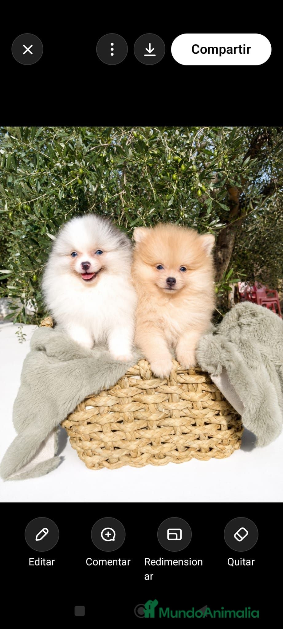 Pomerania perros Pomeranias Toy - Anuncio 1