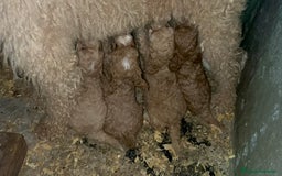 Caniche Enano perros en venta: Caniche enano  - Imagen 4