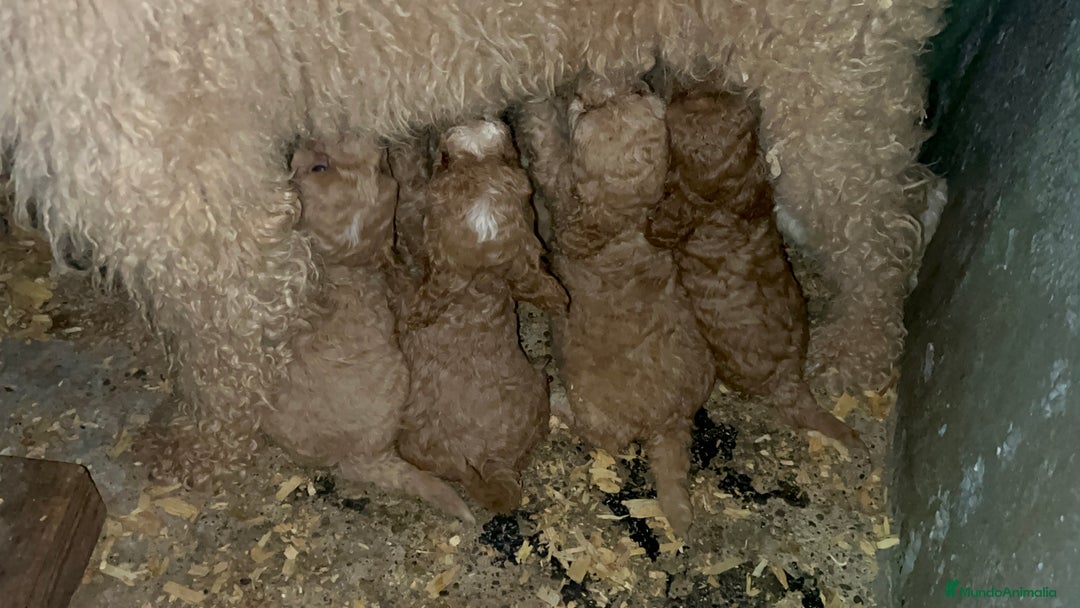 Caniche Enano perros en venta: Caniche enano  - Imagen 4