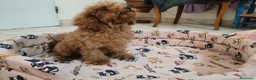 Caniche Toy perros en venta: Caniche Toy - Anuncio 4