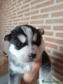 Husky Siberiano Cachorro 2