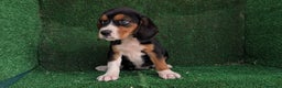Beagle perros en venta: Beagle - Anuncio 2