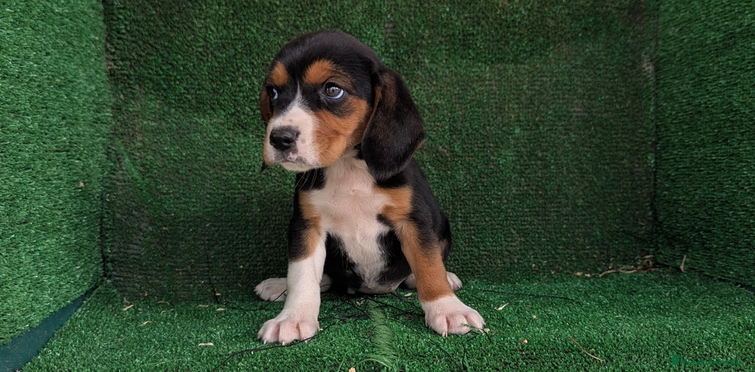 Beagle perros en venta: Beagle - Anuncio 2