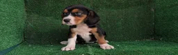 Beagle perros en venta: Beagle - Anuncio 2