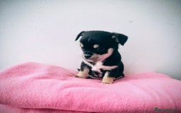Chihuahua perros en venta: Chihuahuas  - Imagen 5