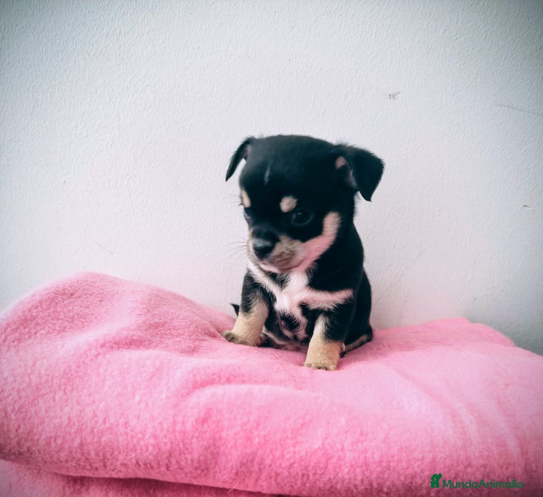 Chihuahua perros en venta: Chihuahuas  - Imagen 5