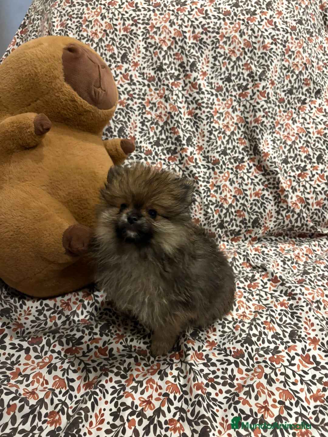 Pomerania perros en venta: Lulu pomerania mini toy - Imagen 9