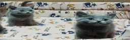Británico de Pelo Corto Azul gatos en venta: British Shorthair azules - Anuncio 4