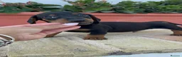 Teckel Miniatura perros en venta: TECKEL MINIATURA - Anuncio 6