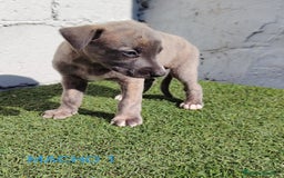 Whippet perros en venta: Whippet blue  - Imagen 5