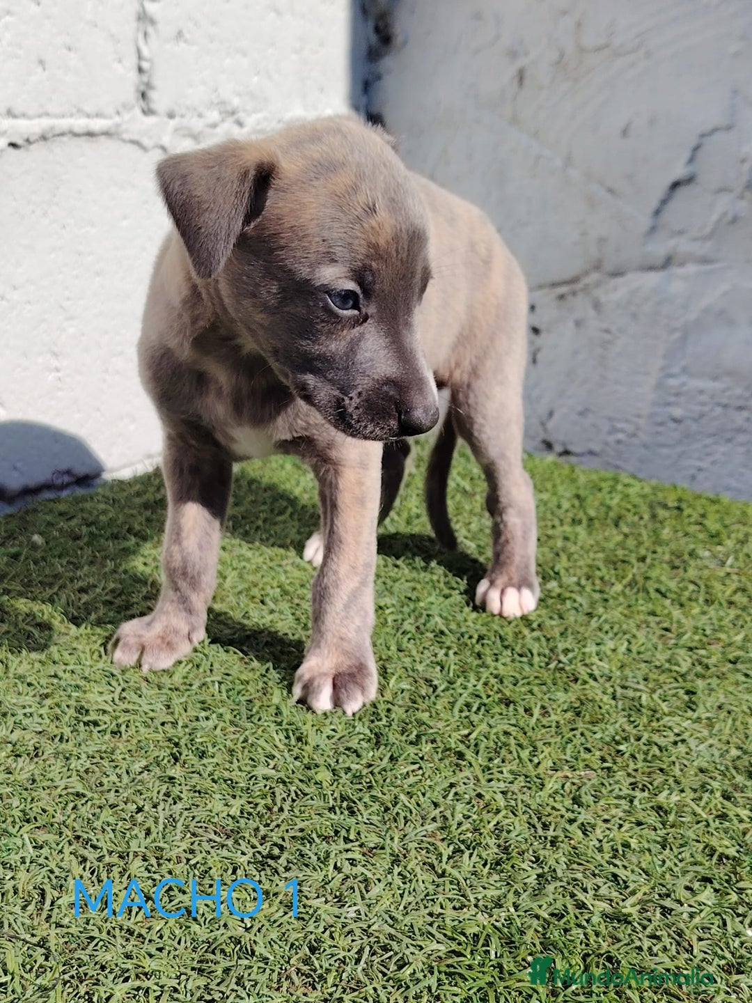 Whippet perros en venta: Whippet blue  - Imagen 5