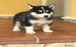 Husky Siberiano perros en venta: cachorros de husky siberiano - Imagen 4