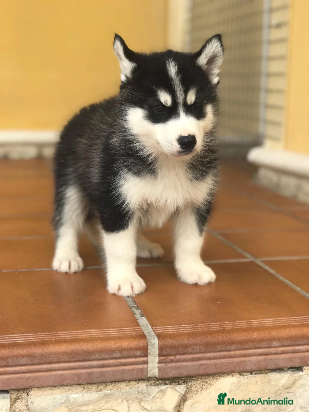 Husky Siberiano perros en venta: cachorros de husky siberiano - Anuncio 4