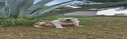 Bulldog Inglés perros en venta: Cachorro bulldog ingles  - Anuncio 7