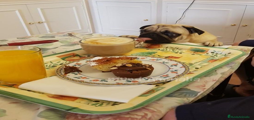 Imagen de galería {{count}}