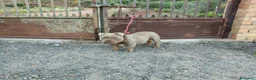 American Bully perros en venta: Disponible american bully Poket con ABKC - Anuncio 5