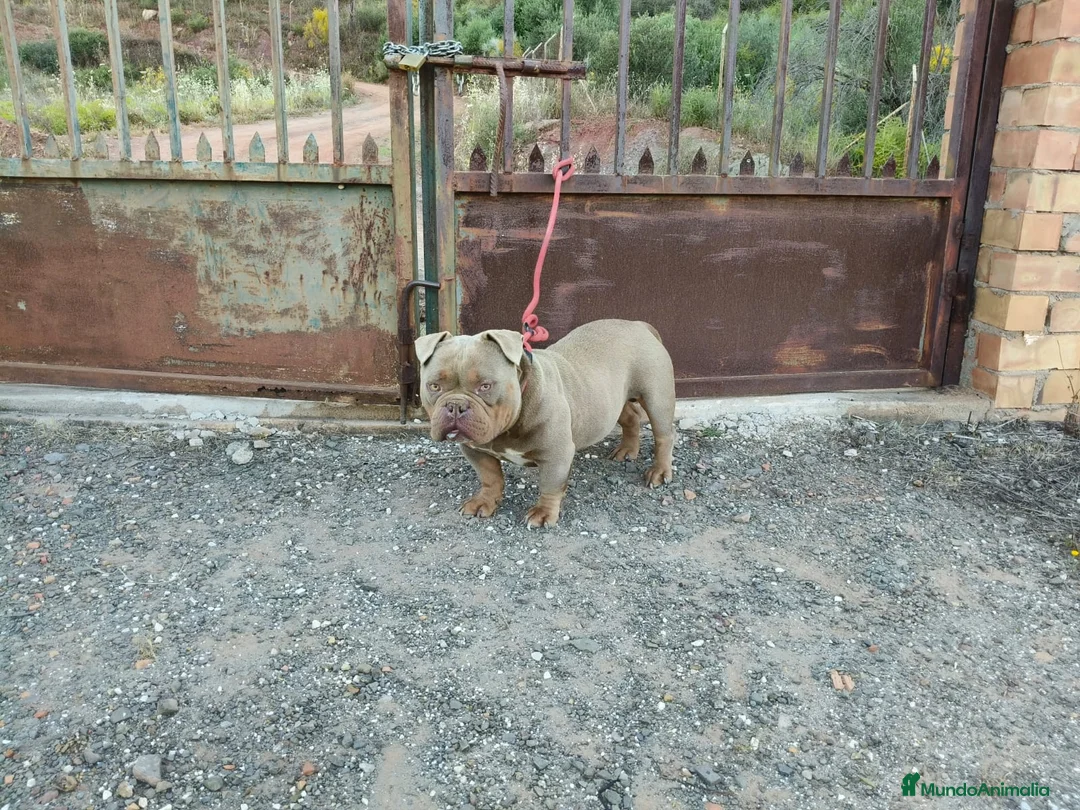 American Bully perros en venta: Disponible american bully Poket con ABKC - Anuncio 5