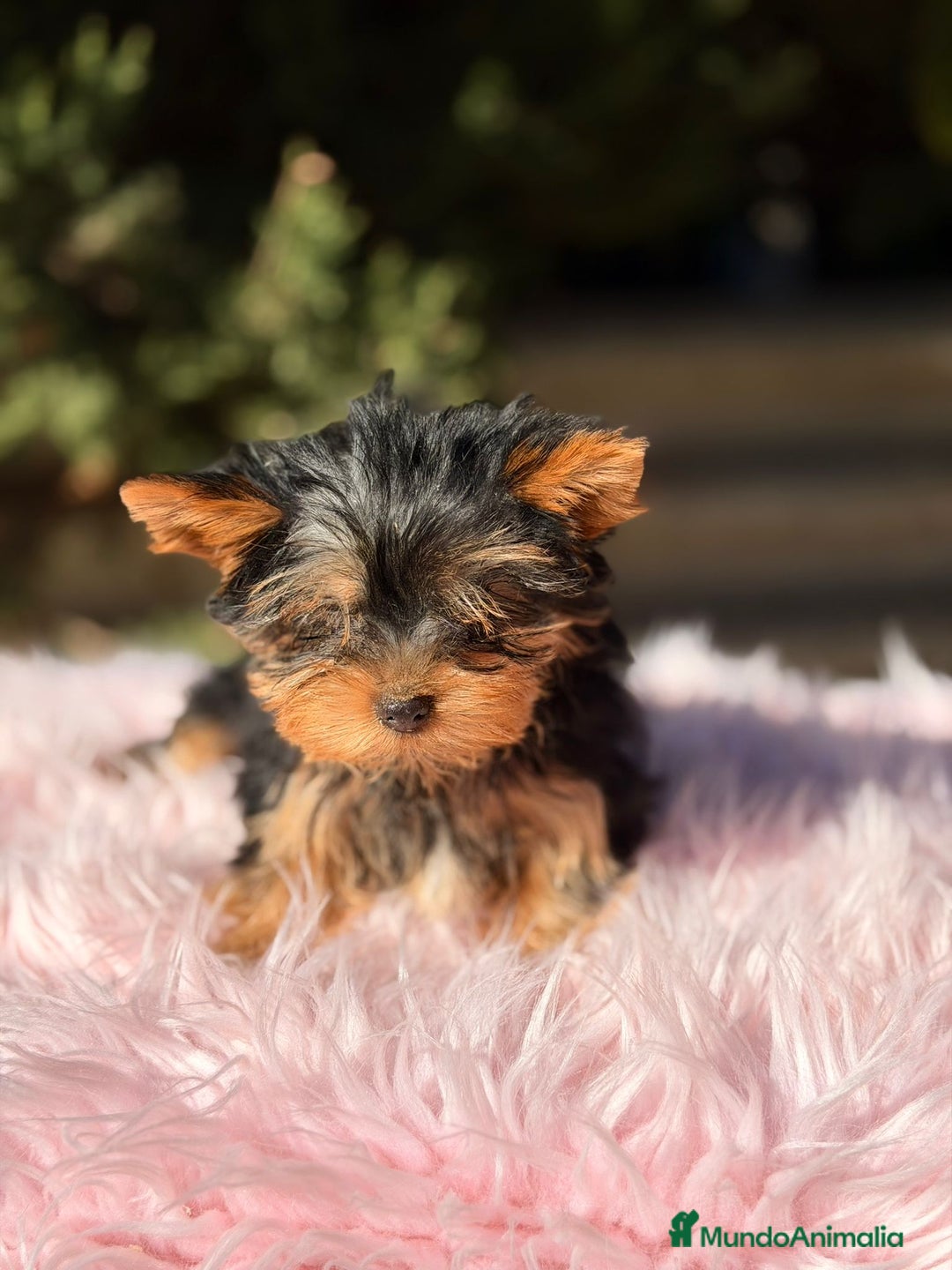 Yorkshire Terrier perros en venta: Yorkshire terrier negro fuego - Anuncio 4