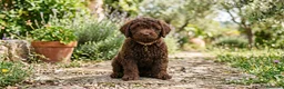 Perro de Agua Español perros en venta: Perro de agua - Anuncio 1
