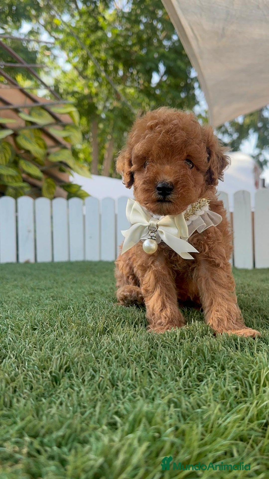 Caniche Toy perros en venta: CANICHE TOY  - Imagen 17